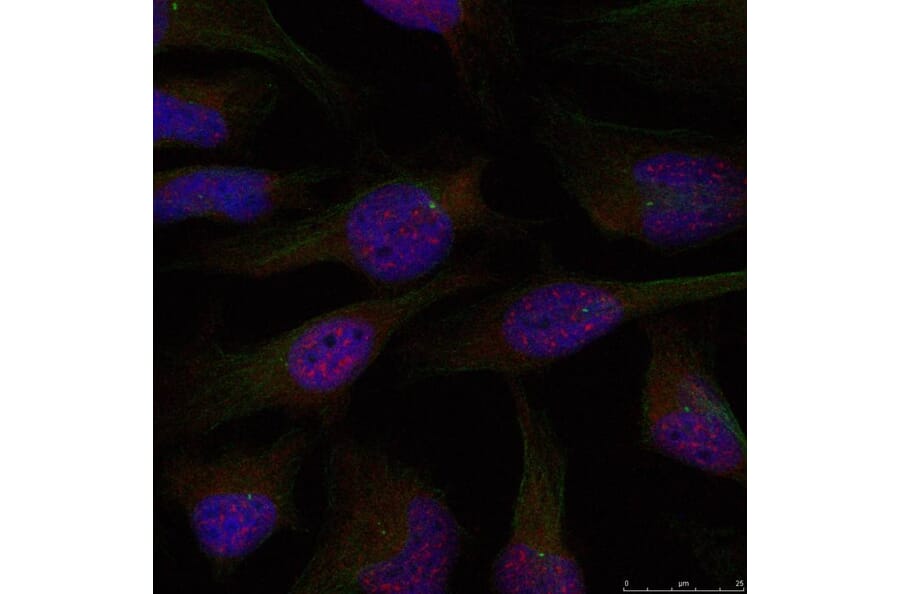 Immunofluorescence - NFkB-p65 (Ab-276) Antibody from Signalway Antibody (21011) - Antibodies.com