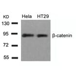 Western blot - b-Catenin (Ab-33) Antibody from Signalway Antibody (21211) - Antibodies.com
