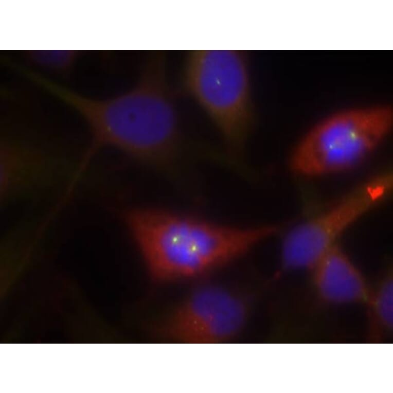 Immunofluorescence - b-Catenin (Ab-33) Antibody from Signalway Antibody (21211) - Antibodies.com