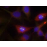 Immunofluorescence - b-Catenin (Ab-33) Antibody from Signalway Antibody (21211) - Antibodies.com