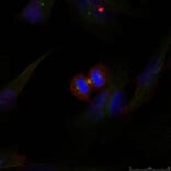 Immunofluorescence - b-Catenin (Ab-37) Antibody from Signalway Antibody (21212) - Antibodies.com