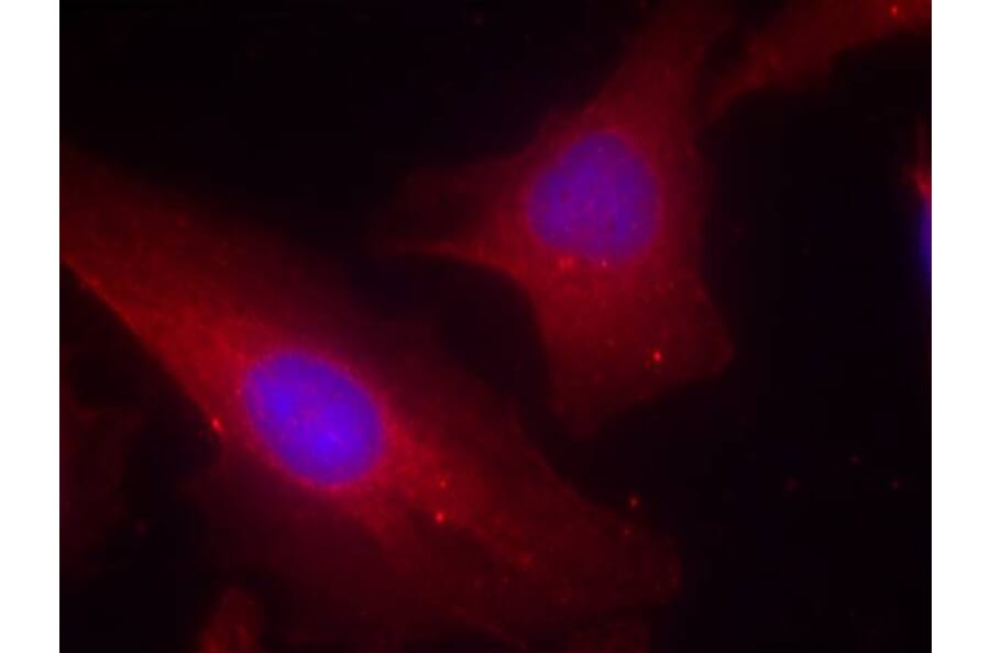 Immunofluorescence - p56Dok-2 (Ab-299) Antibody from Signalway Antibody (21270) - Antibodies.com