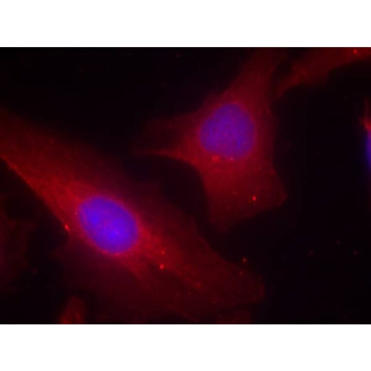 Immunofluorescence - p56Dok-2 (Ab-299) Antibody from Signalway Antibody (21270) - Antibodies.com