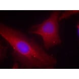 Immunofluorescence - p56Dok-2 (Ab-299) Antibody from Signalway Antibody (21270) - Antibodies.com