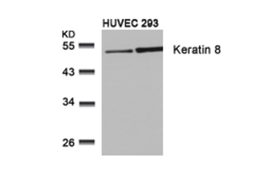 Western blot - Keratin 8 (Ab-74) Antibody from Signalway Antibody (21307) - Antibodies.com
