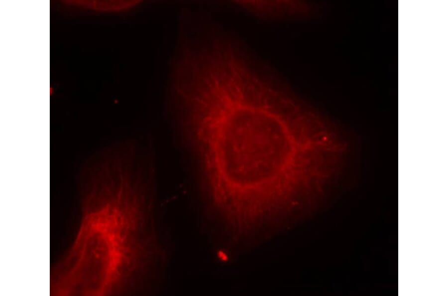 Immunofluorescence - Keratin 8 (Ab-74) Antibody from Signalway Antibody (21307) - Antibodies.com