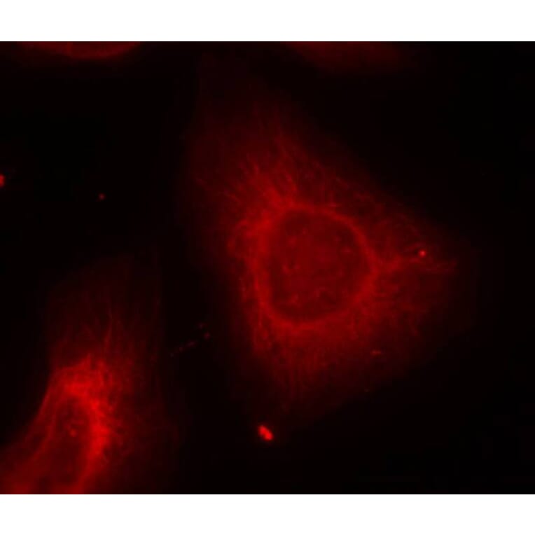 Immunofluorescence - Keratin 8 (Ab-74) Antibody from Signalway Antibody (21307) - Antibodies.com