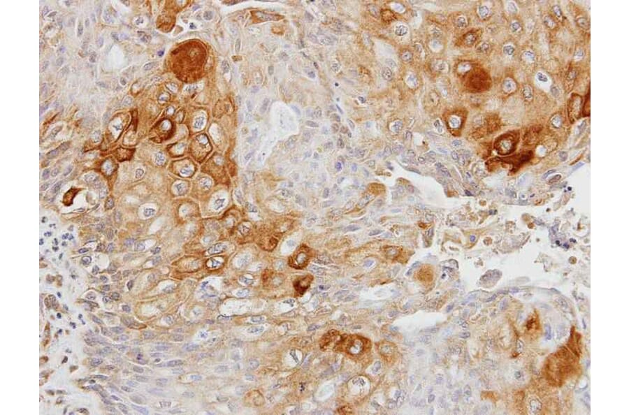 Immunohistochemistry - glycerol kinase 2 antibody from Signalway Antibody (22677) - Antibodies.com