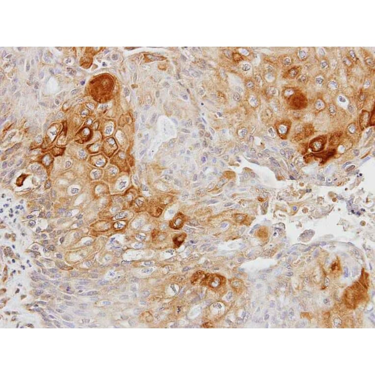 Immunohistochemistry - glycerol kinase 2 antibody from Signalway Antibody (22677) - Antibodies.com