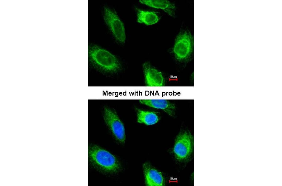 Immunofluorescence - glycerol kinase 2 antibody from Signalway Antibody (22677) - Antibodies.com