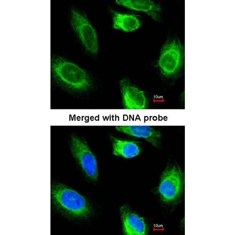 Immunofluorescence - glycerol kinase 2 antibody from Signalway Antibody (22677) - Antibodies.com