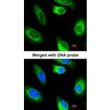 Immunofluorescence - glycerol kinase 2 antibody from Signalway Antibody (22677) - Antibodies.com