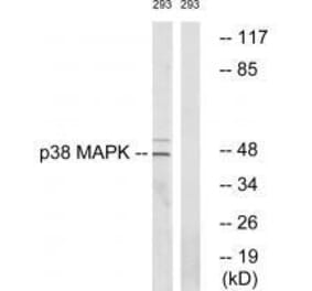 Western blot - p38 MAPK (Ab-322) Antibody from Signalway Antibody (33149) - Antibodies.com