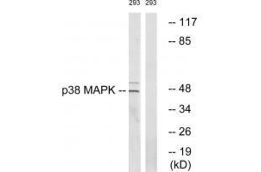 Western blot - p38 MAPK (Ab-322) Antibody from Signalway Antibody (33149) - Antibodies.com