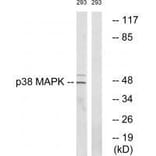 Western blot - p38 MAPK (Ab-322) Antibody from Signalway Antibody (33149) - Antibodies.com