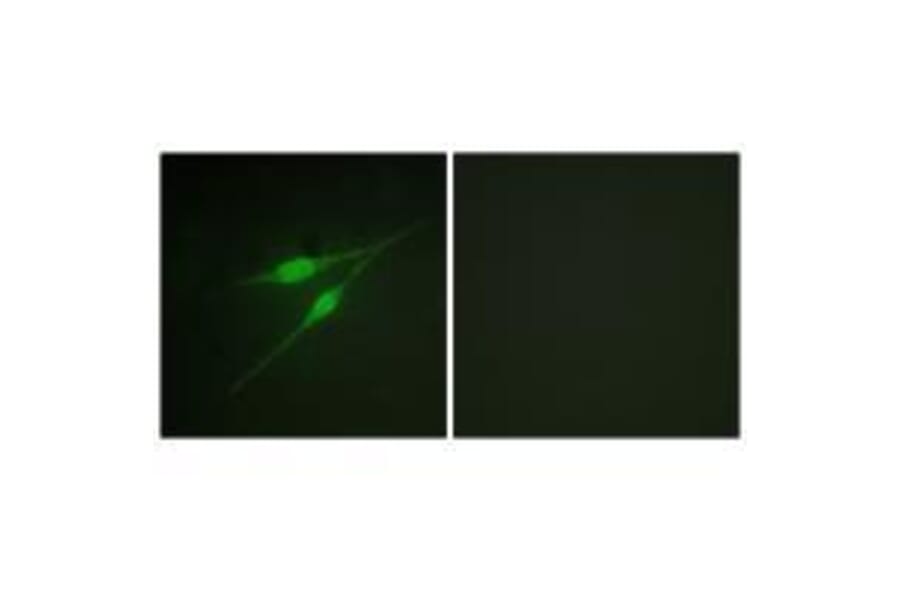 Immunofluorescence - p38 MAPK (Ab-322) Antibody from Signalway Antibody (33149) - Antibodies.com