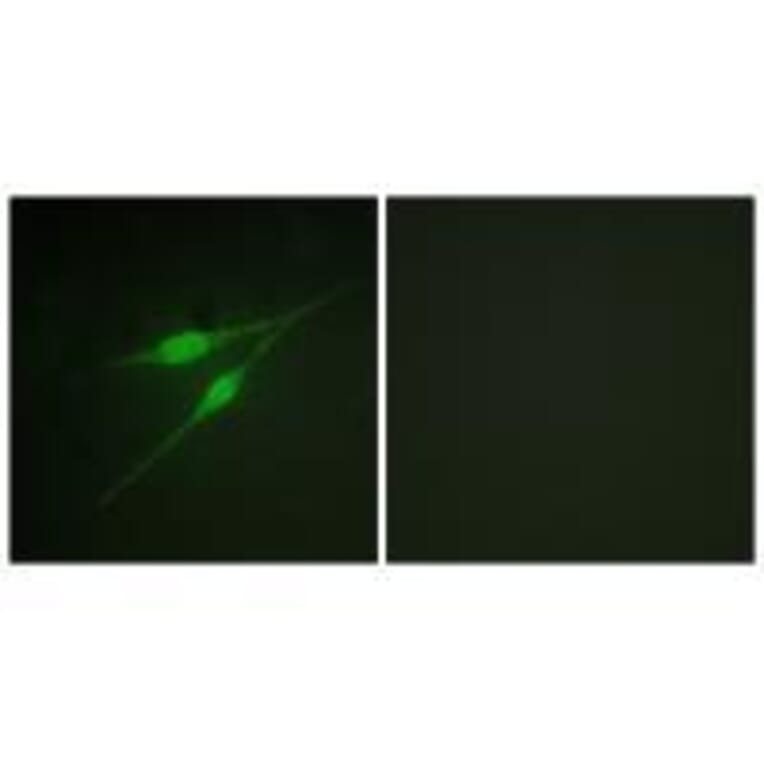 Immunofluorescence - p38 MAPK (Ab-322) Antibody from Signalway Antibody (33149) - Antibodies.com