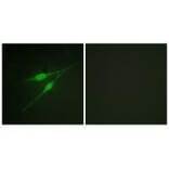 Immunofluorescence - p38 MAPK (Ab-322) Antibody from Signalway Antibody (33149) - Antibodies.com