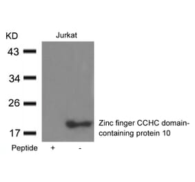 Western blot - Zinc finger CCHC domain-containing protein 10 Antibody from Signalway Antibody - Antibodies.com