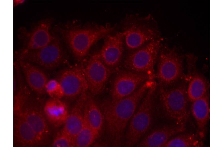 Immunofluorescence - VEGFR2 (Ab-1175) Antibody from Signalway Antibody (21077) - Antibodies.com