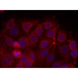 Immunofluorescence - VEGFR2 (Ab-1175) Antibody from Signalway Antibody (21077) - Antibodies.com