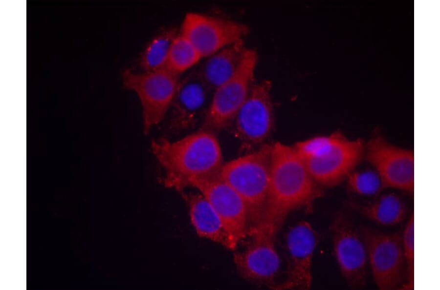Immunofluorescence - VEGFR2 (Ab-1214) Antibody from Signalway Antibody (21078) - Antibodies.com
