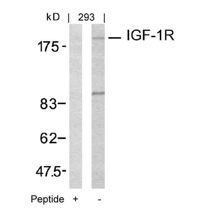 Western blot - IGF-1R (Ab-1161) Antibody from Signalway Antibody (21080) - Antibodies.com