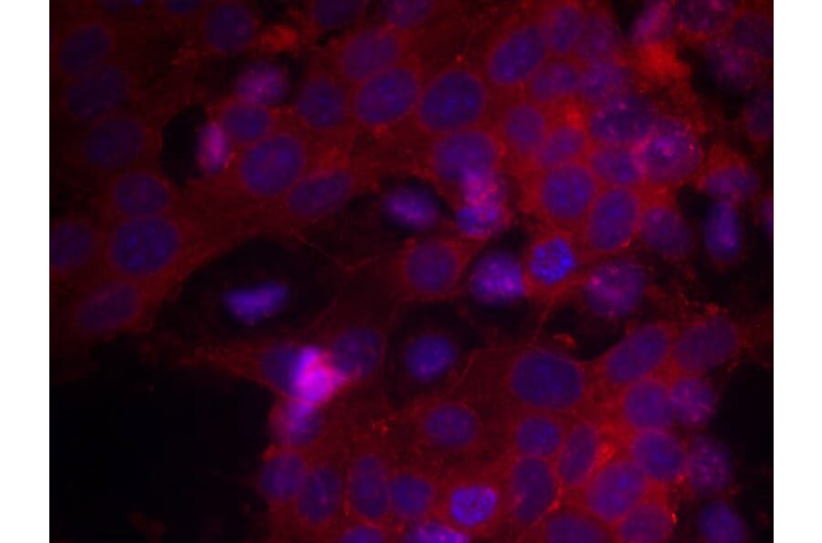 Immunofluorescence - IGF-1R (Ab-1161) Antibody from Signalway Antibody (21080) - Antibodies.com
