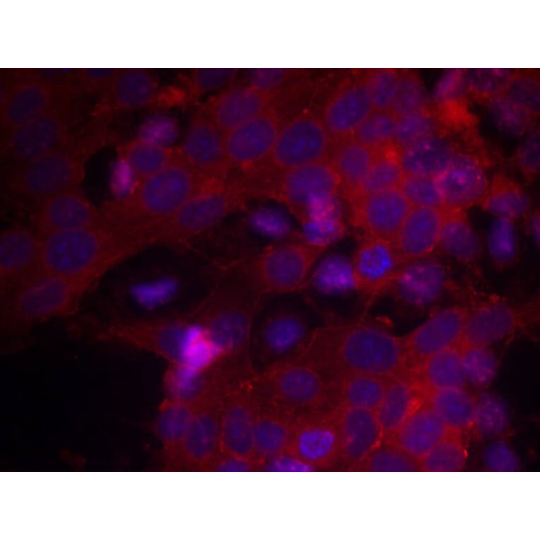 Immunofluorescence - IGF-1R (Ab-1161) Antibody from Signalway Antibody (21080) - Antibodies.com