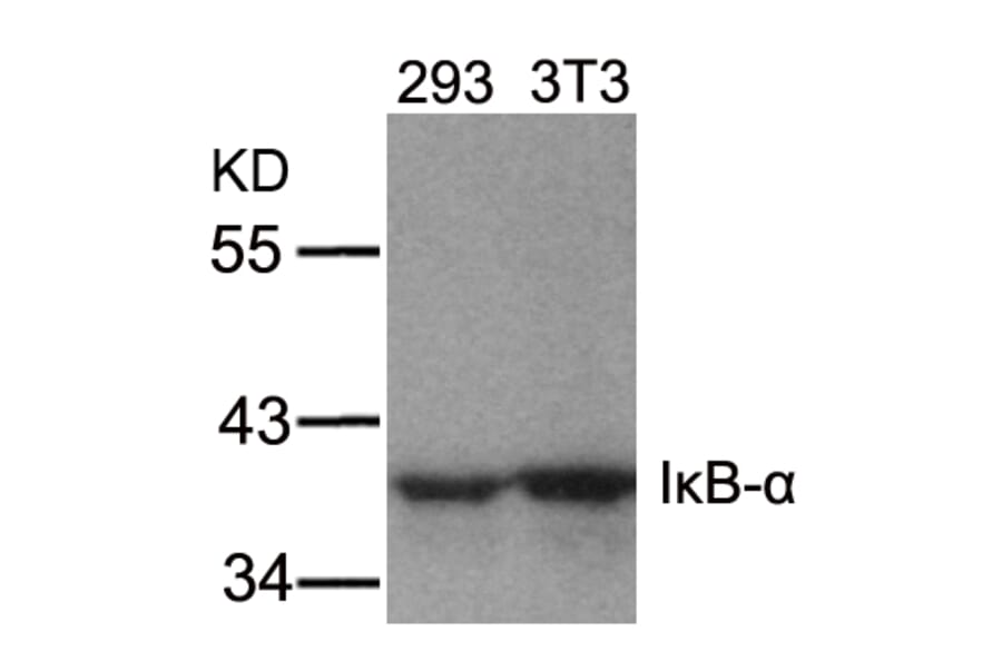 Western blot - IkB-a (Ab-32/36) Antibody from Signalway Antibody (21122) - Antibodies.com