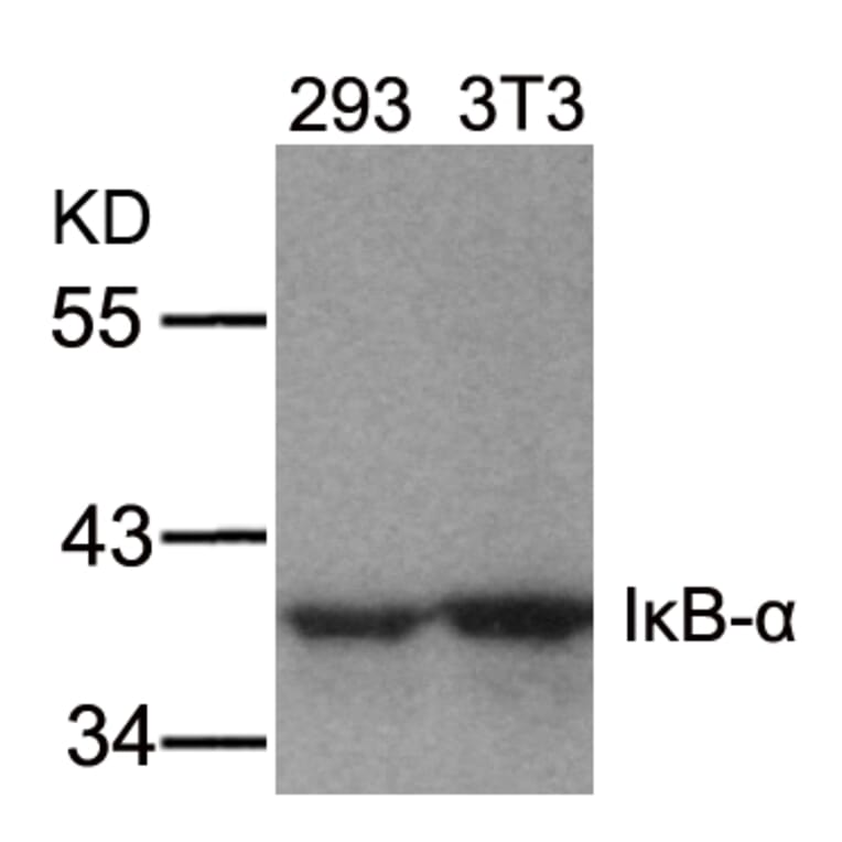 Western blot - IkB-a (Ab-32/36) Antibody from Signalway Antibody (21122) - Antibodies.com