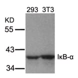 Western blot - IkB-a (Ab-32/36) Antibody from Signalway Antibody (21122) - Antibodies.com