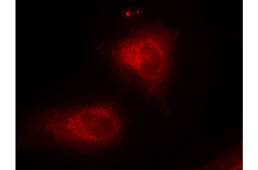 Immunofluorescence - IkB-a (Ab-32/36) Antibody from Signalway Antibody (21122) - Antibodies.com