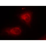 Immunofluorescence - IkB-a (Ab-32/36) Antibody from Signalway Antibody (21122) - Antibodies.com