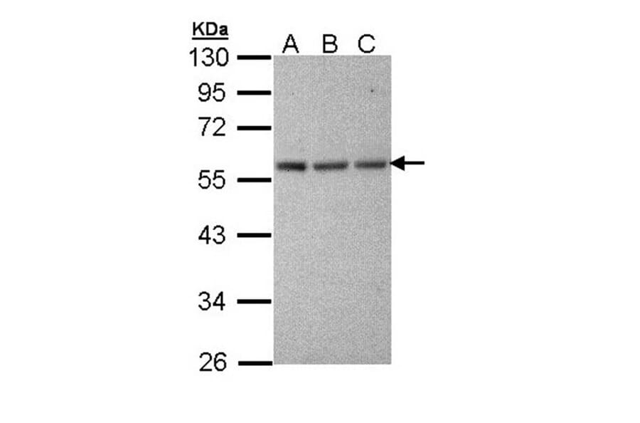 Tubulin alpha 1A antibody from Signalway Antibody (22015) - Antibodies.com