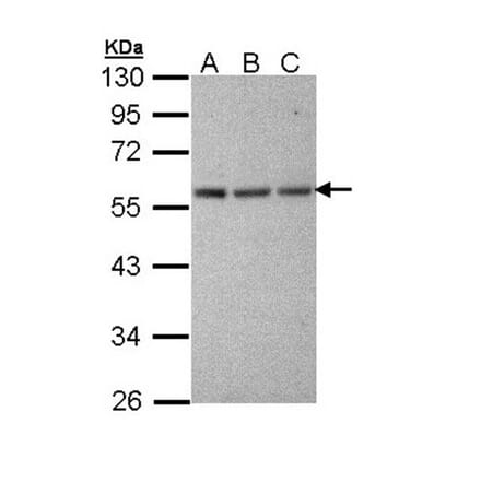 Tubulin alpha 1A antibody from Signalway Antibody (22015) - Antibodies.com