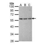 Tubulin alpha 1A antibody from Signalway Antibody (22015) - Antibodies.com