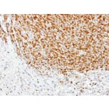 Immunohistochemistry - Tubulin alpha 1A antibody from Signalway Antibody (22015) - Antibodies.com