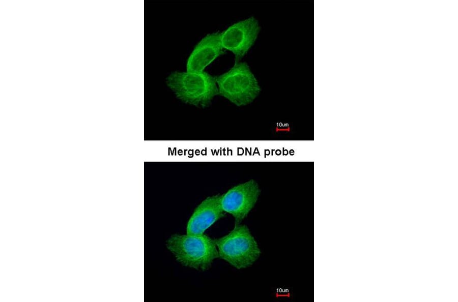 Immunofluorescence - Tubulin alpha 1A antibody from Signalway Antibody (22015) - Antibodies.com