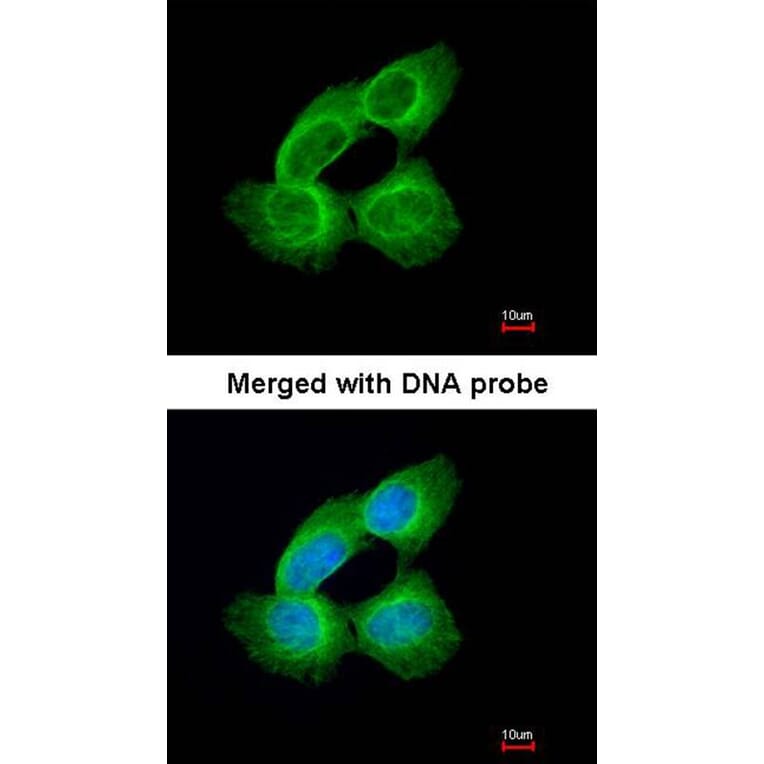 Immunofluorescence - Tubulin alpha 1A antibody from Signalway Antibody (22015) - Antibodies.com