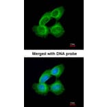 Immunofluorescence - Tubulin alpha 1A antibody from Signalway Antibody (22015) - Antibodies.com
