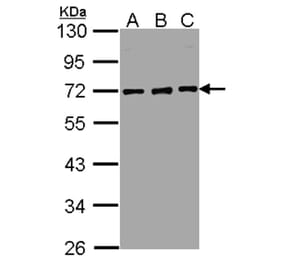 nucleoporin p62 antibody from Signalway Antibody (22064) - Antibodies.com