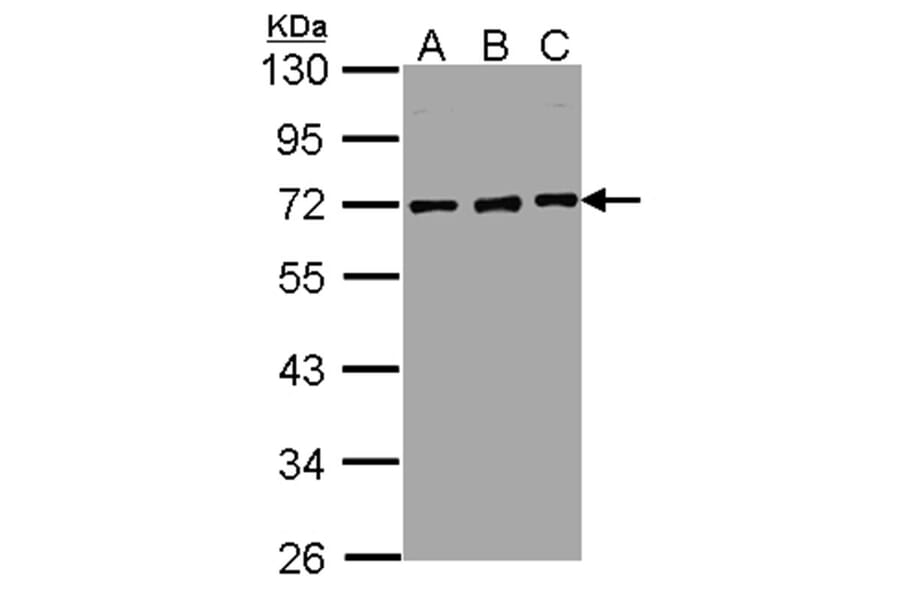 nucleoporin p62 antibody from Signalway Antibody (22064) - Antibodies.com