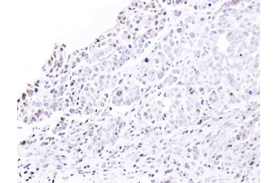 Immunohistochemistry - nucleoporin p62 antibody from Signalway Antibody (22064) - Antibodies.com