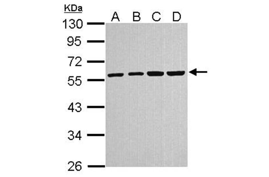 alpha Tubulin 4a antibody from Signalway Antibody (22537) - Antibodies.com