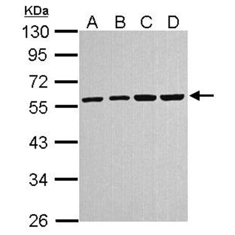 alpha Tubulin 4a antibody from Signalway Antibody (22537) - Antibodies.com