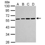 alpha Tubulin 4a antibody from Signalway Antibody (22537) - Antibodies.com