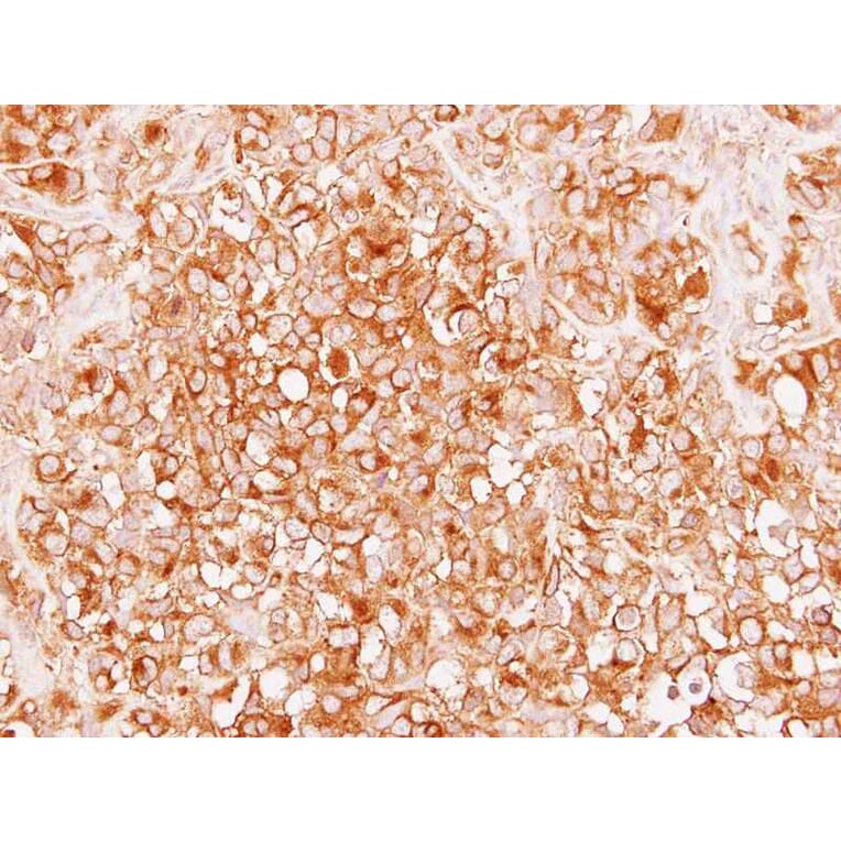 Immunohistochemistry - alpha Tubulin 4a antibody from Signalway Antibody (22537) - Antibodies.com