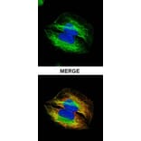 alpha Tubulin 4a antibody from Signalway Antibody (22537) - Antibodies.com
