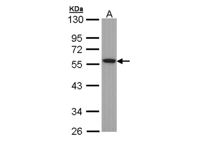 Tubulin alpha-1B antibody from Signalway Antibody (23103) - Antibodies.com